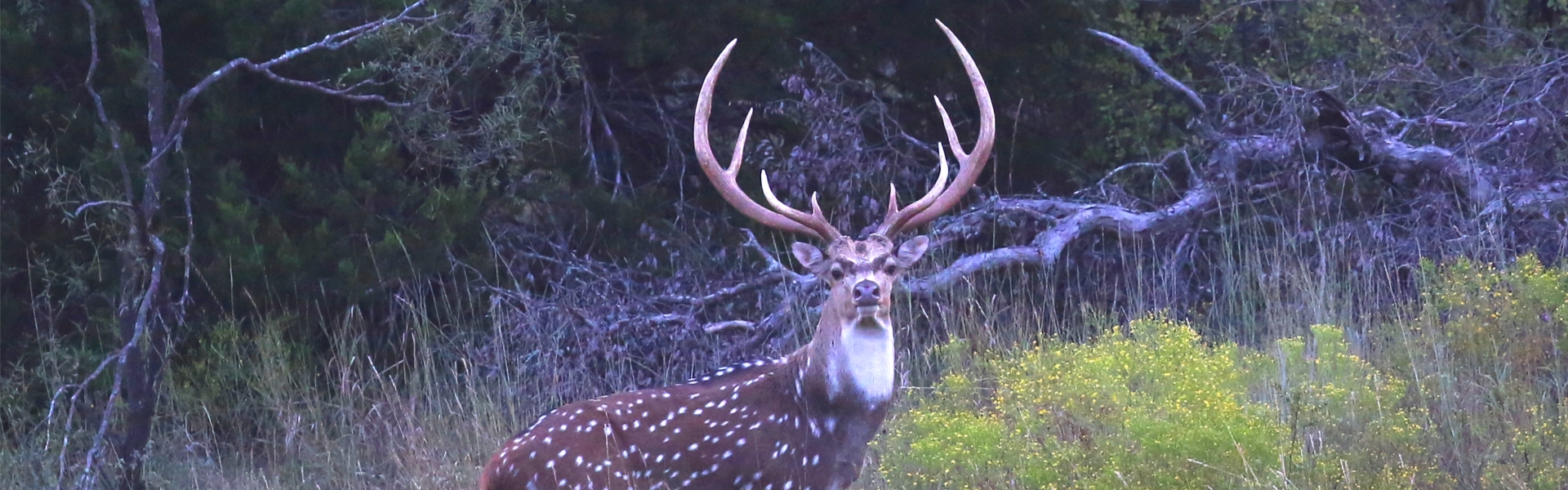 Axis Deer Hunts Oklahoma